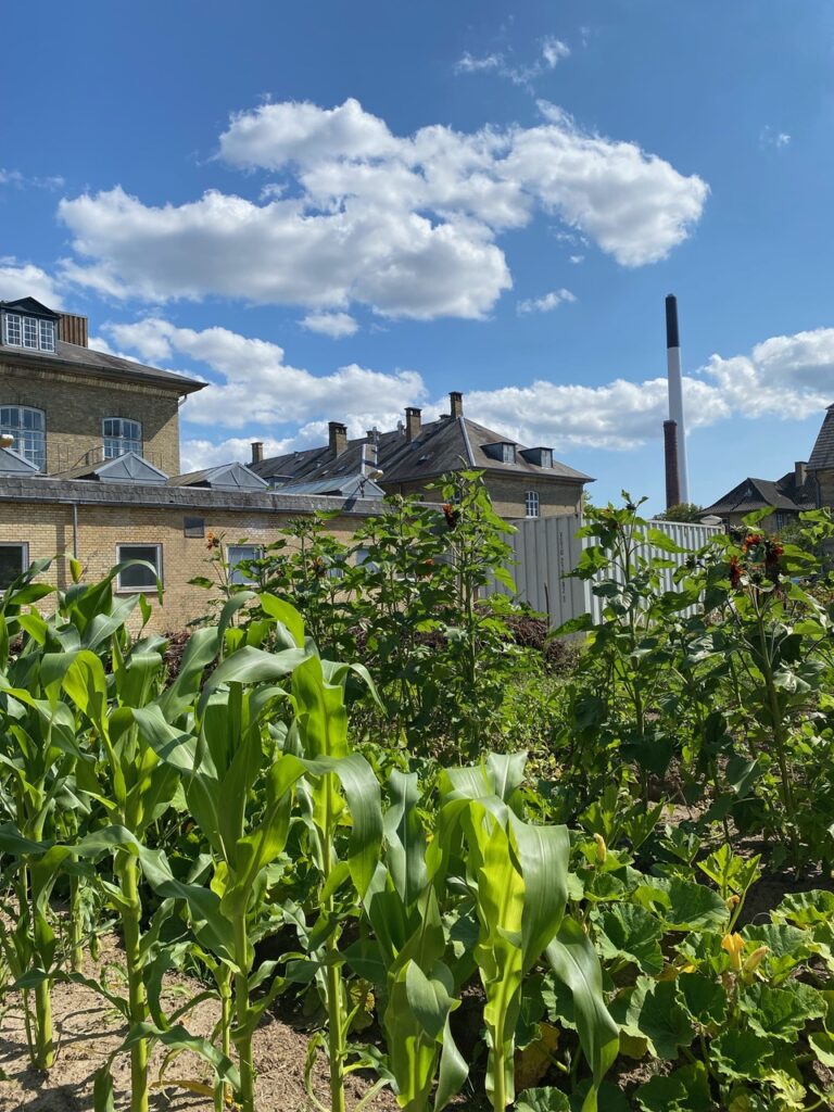 View over køkkenhave med hospital i baggrunden